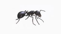 Female Choice Pest Control Brisbane image 6